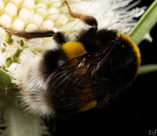 Réf. 336 765 : Bombus terrestris
