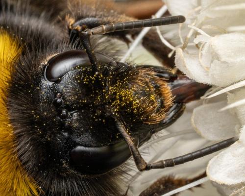 Réf. 336 759 : Bombus terrestris