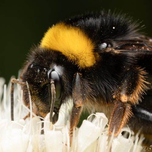 Bombus terrestris