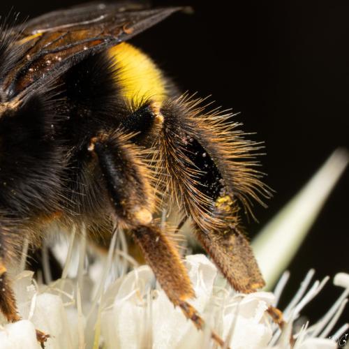 Réf. 336 757 : Bombus terrestris