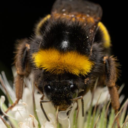 Bombus terrestris