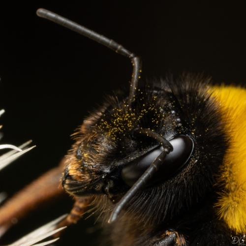 Bombus terrestris