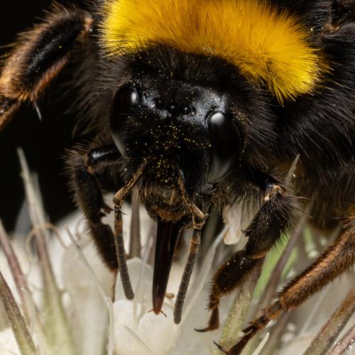 Bombus terrestris