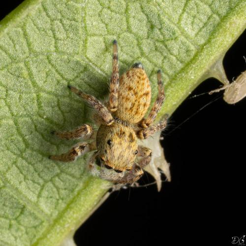 Réf. 336 369 : Carrhotus xanthogramma