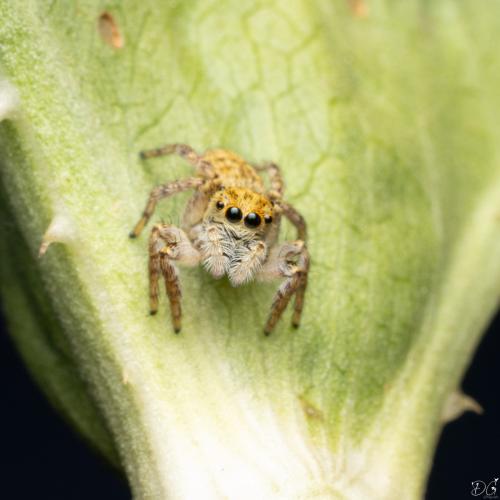 Carrhotus xanthogramma