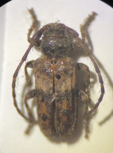 Réf. 336 906 : Pogonocherus fasciculatus
