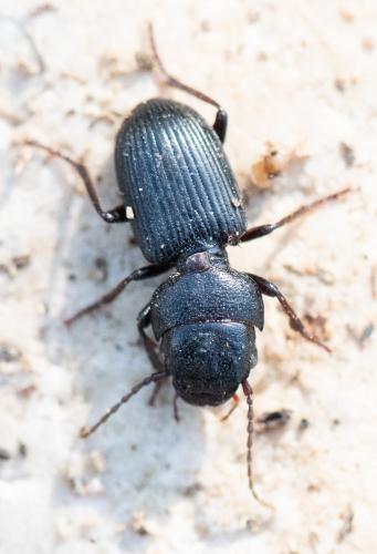 Dixus clypeatus