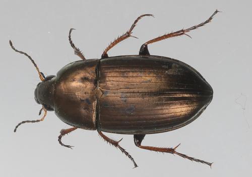 Amara aenea