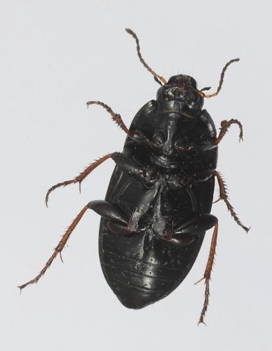 Amara aenea