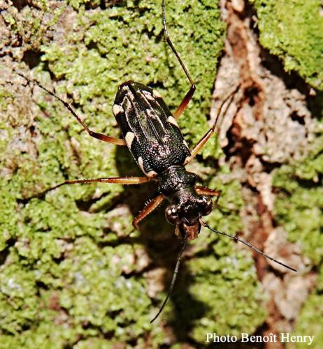 Réf. 336 478 : Caledonica sp.
