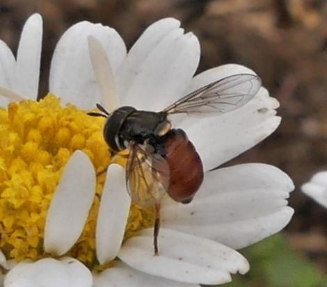 Réf. 336 111 : Paragus sp.