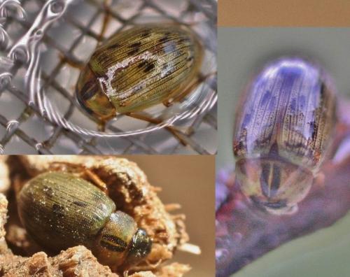 Berosus signaticollis