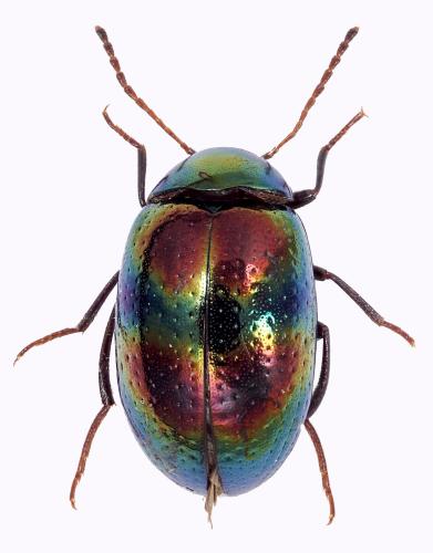Amarygmus sp.
