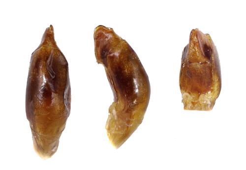 Mimela maculicollis