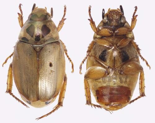 Mimela maculicollis
