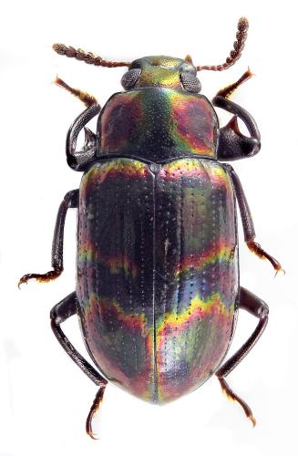 Phaedis sp.