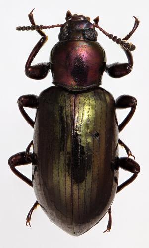 Necrobioides sp.