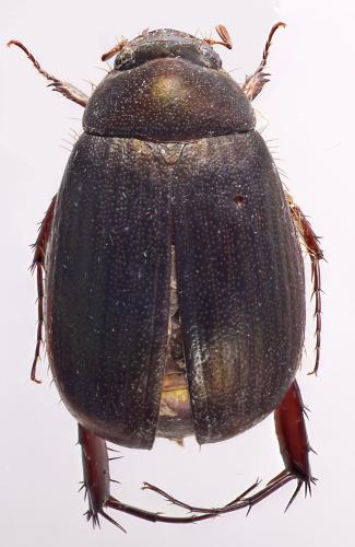 Tetraserica sp.