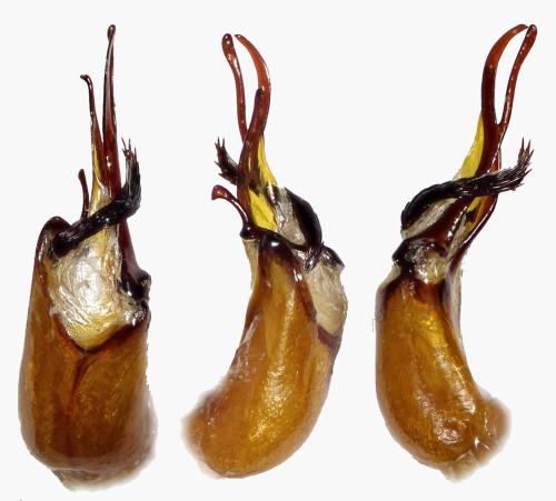 Tetraserica sp.
