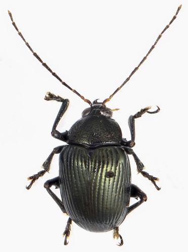 Réf. 336 055 : Rhyparida sp.