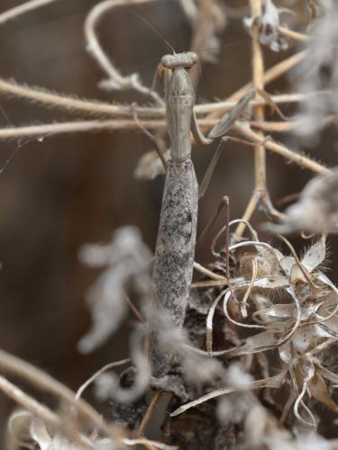 Polyspilota aeruginosa