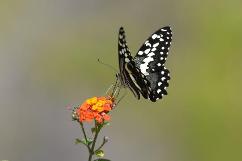 Réf. 336 987 : Papilio demodocus