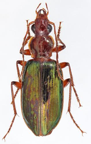 Metacolpodes buchananni
