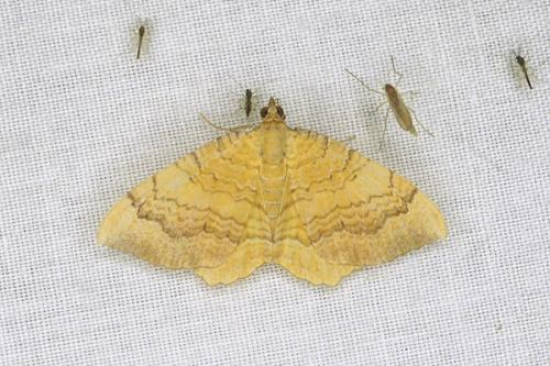 Camptogramma bilineata