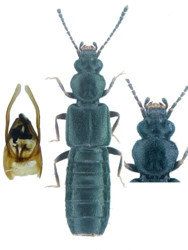 Carpelimus anthracinus