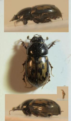 Chilothorax paykulli