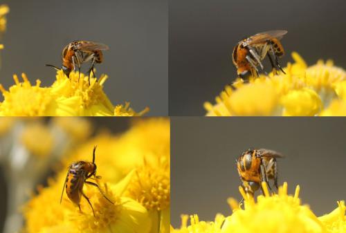 Toxophora sp.