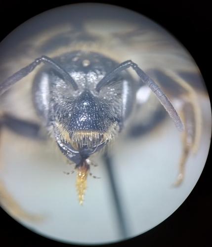 Halictus quadricinctus