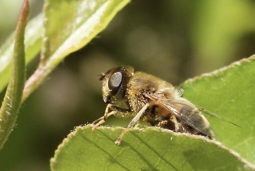 Réf. 336 706 : Eristalis pertinax