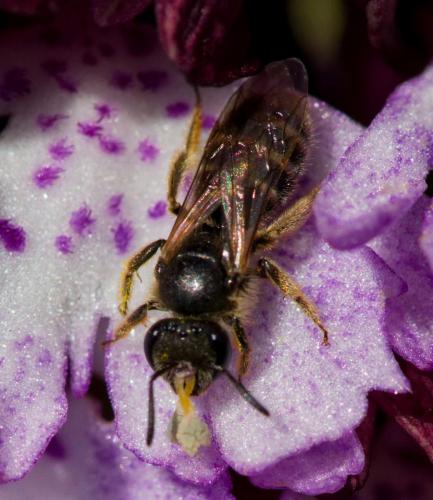 Lasioglossum sp.