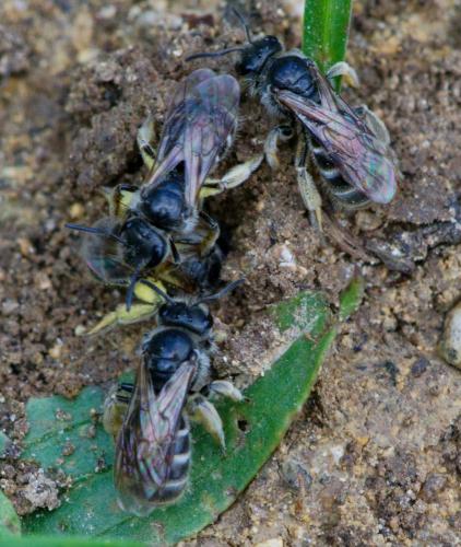 Lasioglossum marginatum