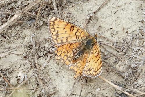 Melitaea phoebe