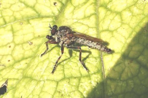 Tolmerus cingulatus