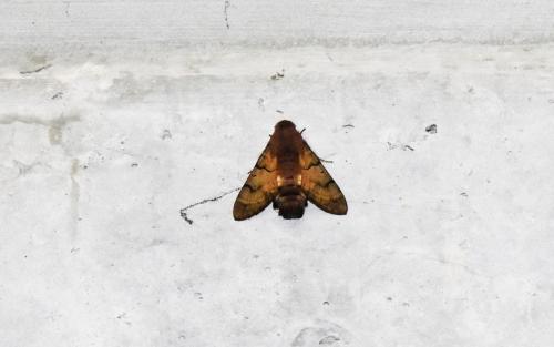 Macroglossum stellatarum