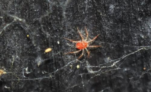 Erythracarus epigeus