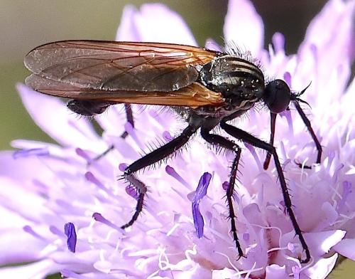 Empis tessellata