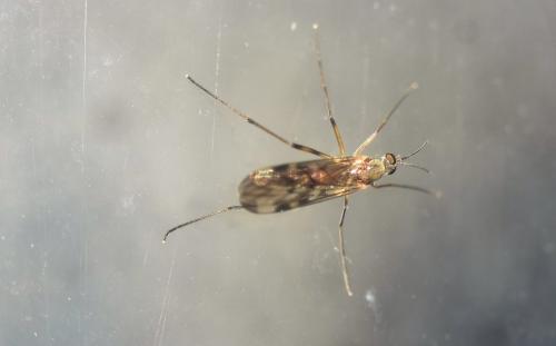 Sylvicola sp.