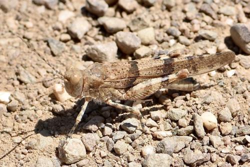 Réf. 336 534 : Sphingonotus caerulans