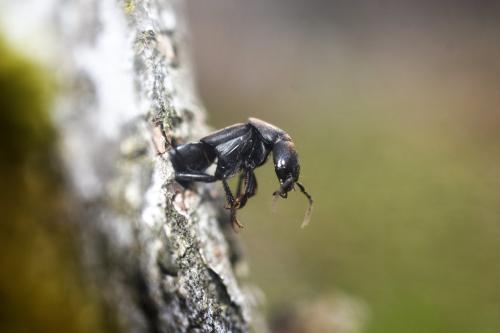 Réf. 336 820 : Ocypus olens