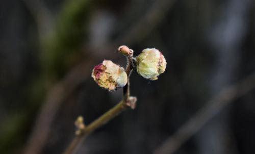 Réf. 336 440 : Cecidophyopsis vermiformis