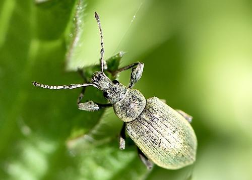 Réf. 336 338 : Phyllobius pomaceus