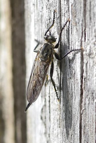 Réf. 336 432 : Didysmachus picipes