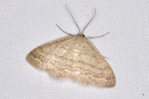 Réf. 336 436 : Idaea biselata