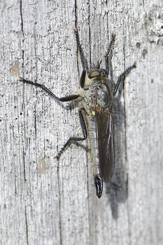 Didysmachus picipes