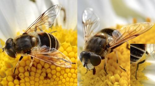 Eristalis arbustorum