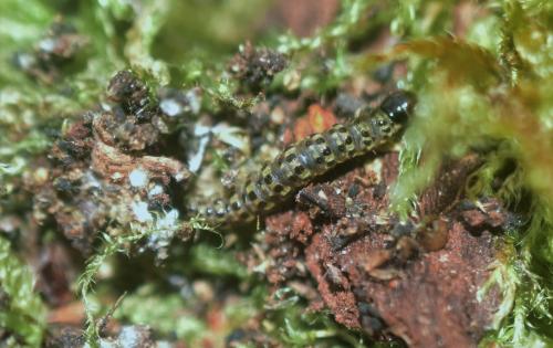 Eudonia mercurella